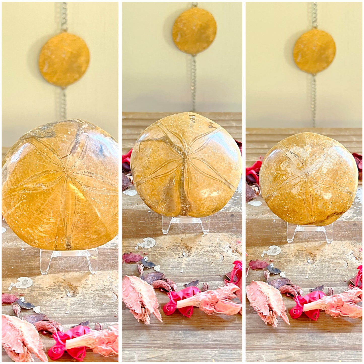 Fossilized Sand Dollars