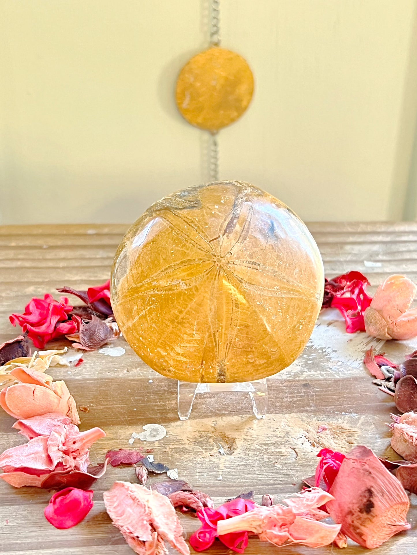 Fossilized Sand Dollars