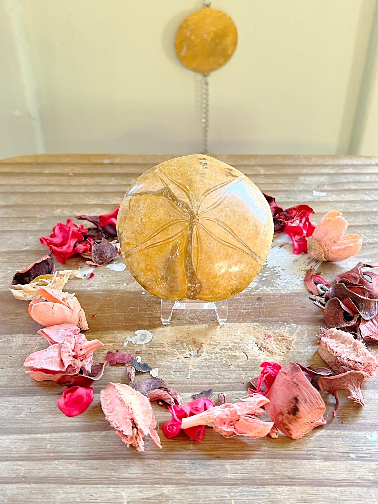 Fossilized Sand Dollars