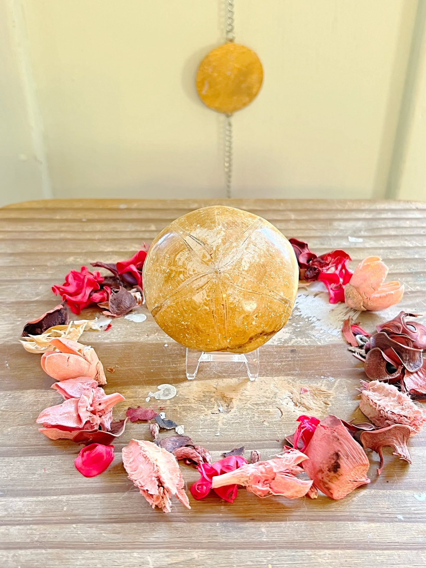 Fossilized Sand Dollars