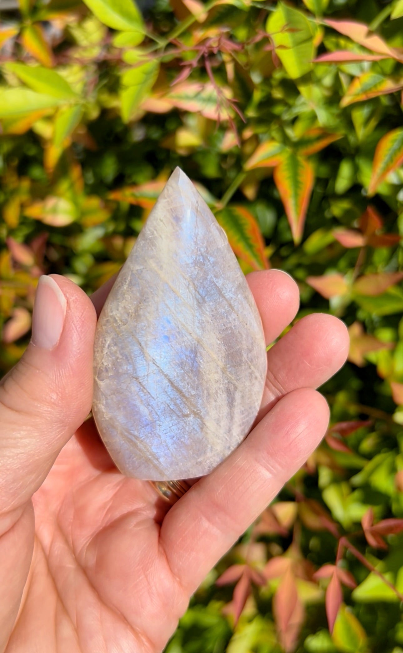 Blue Flash Moonstone Freeforms