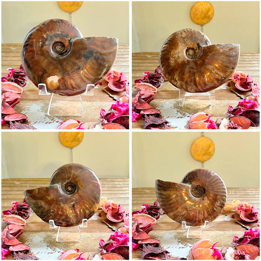 Ammonite Fossils With Stand
