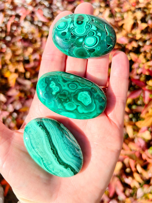 Malachite Palms