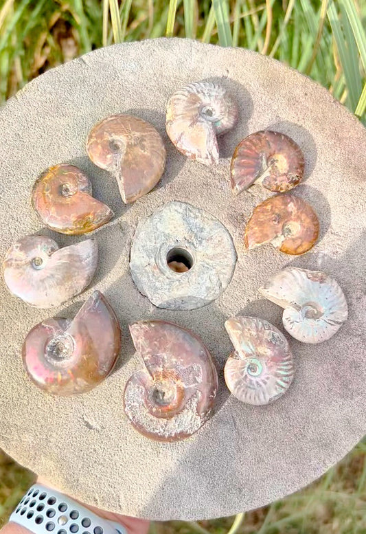 Ammonite Fossils