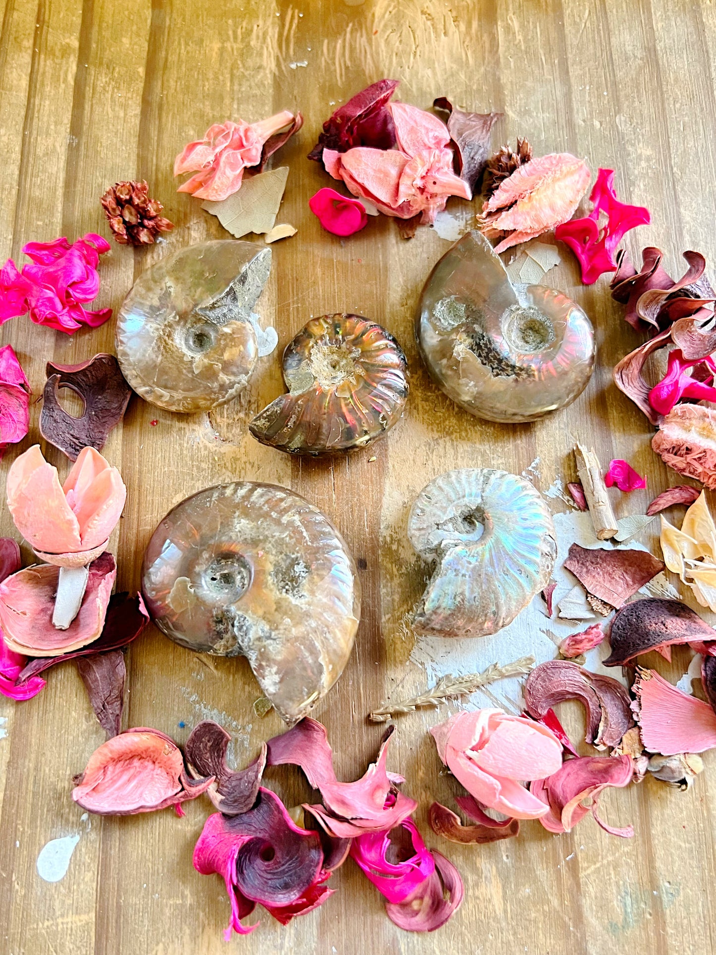 Ammonite Fossils