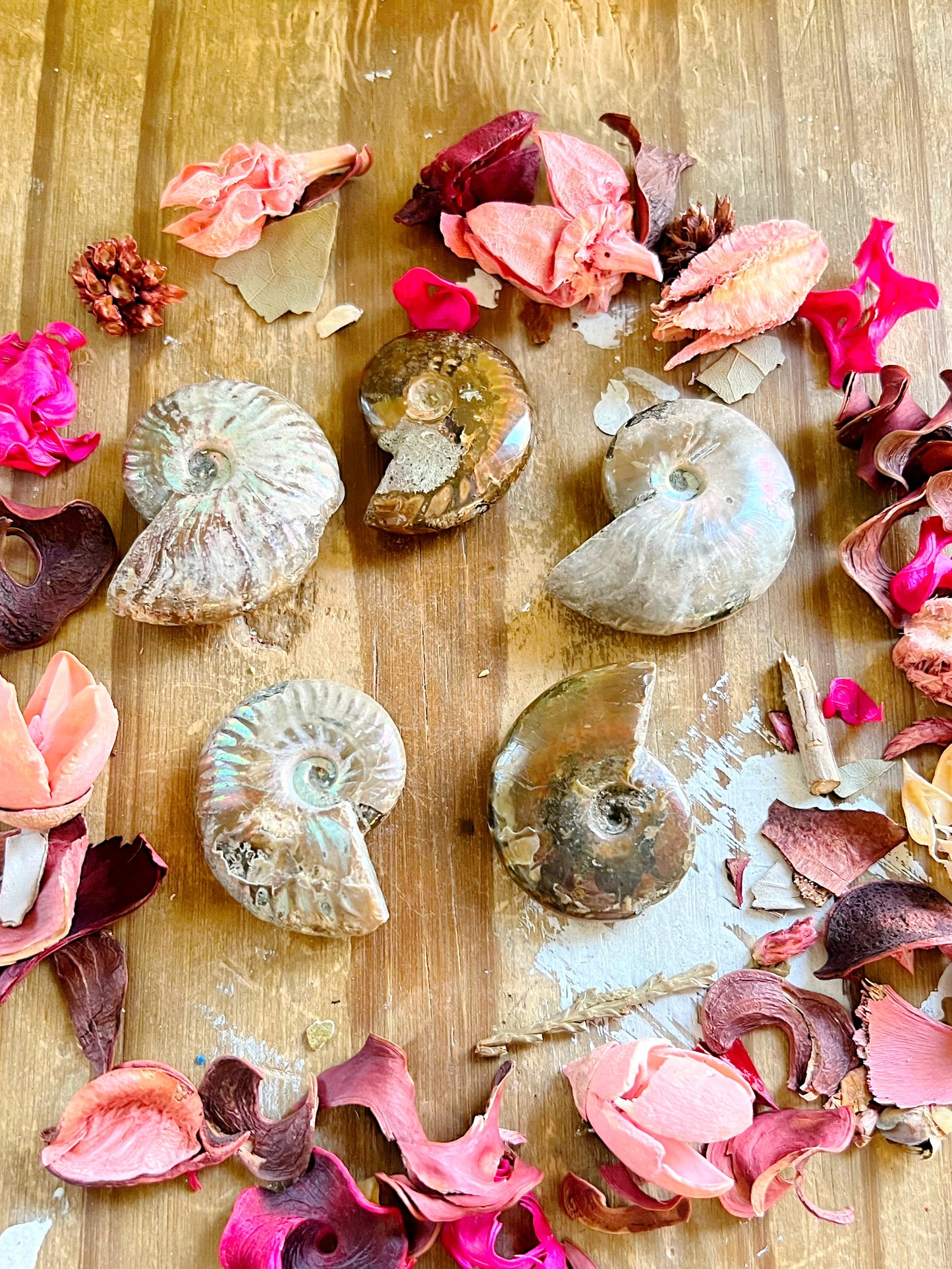 Ammonite Fossils