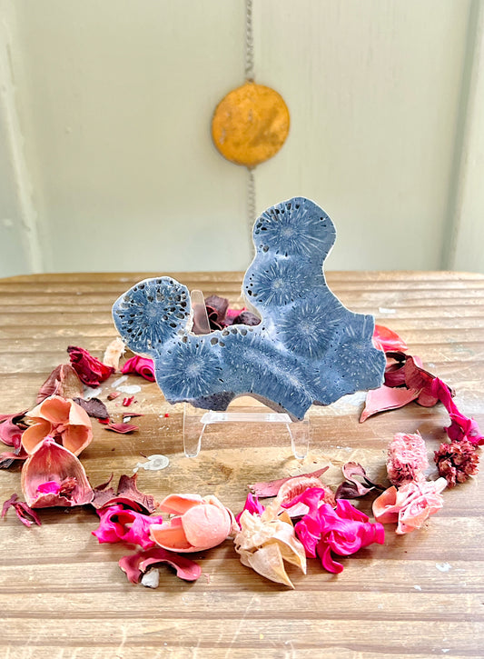 Raw Fossilized Blue Coral with Stand