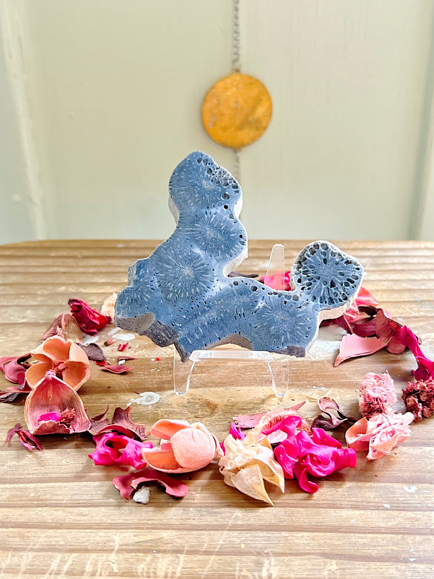 Raw Fossilized Blue Coral with Stand